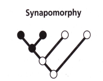 <p>a derived character state (apomorphy) that is SHARED by two or more taxa due to inheritance from a common ancestor: these character states are phylogenetically informative using the parsimony or cladistic criterion</p>