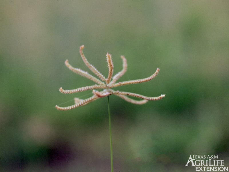 Hooded windmillgrass