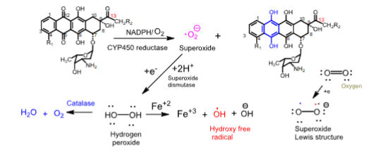 <p>- <span style="color: red"><strong>When NADPH/CYP450 reductase reduces the quinone ring to a hydroquinone, superoxide radical anions are generated</strong></span></p><p>- <strong>Superoxide radicals are reduced to hydrogen peroxide by superoxide dismutase</strong></p><p>- <span style="color: red"><strong>Cardiac tissue is vulnerable to damage by anthracyclines because it lacks catalase, </strong></span><strong>which is responsible for forming harmless products like water and O<sub>2</sub></strong></p><p>- <span style="color: red"><strong>The secondary alcohol metabolites formed by the reduction of the C13 carbonyl group can inhibit Ca<sup>2+</sup>, Mg<sup>2+</sup>-ATPase, </strong></span><strong>and </strong><span style="color: red"><strong>Na<sup>+</sup>/K<sup>+</sup>-ATPase, leading to chronic cardiac myopathies, resulting in CHF</strong></span></p>