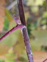 <p>bud thats on the side of a leaf or branch</p>