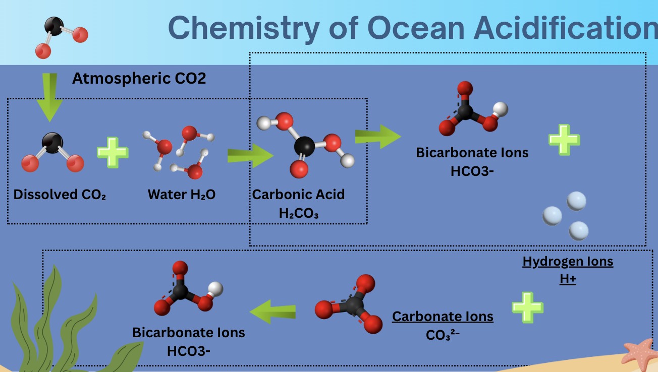 <p>Atmospheric CO2 enters water turning into Dissolved CO2, the Dissolved CO2 combines with the Water (H2O) turning into Carbonic Acid (H2CO3) the Carbonic acid causes the PH in the water to decrease and when is Dissociates it creates the Bicarbonate (HCO3-) and Hydrogen (H+) Ions these ions are able to react with Carbonate Ions (CO3²-) this is a negative change because carbonate ions is needed for the creation of seashells and coral.</p>