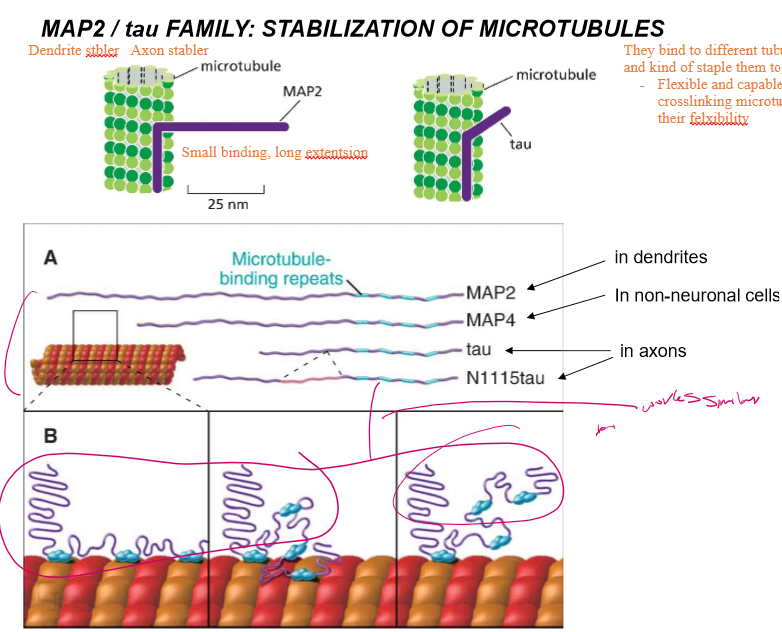 <p>They’re microtubule stabilizers that work analogous to tropomyosin. </p><ul><li><p><strong>MAP2</strong>&nbsp;features small binding and a long extension domain. It’s used to stabilize dendrite microtubules. It’s extension is 25 nm</p></li><li><p><strong>tau,&nbsp;</strong>with a much shorter extension region, is used to stabilize axons</p></li></ul><p>Their extensions are flexible and allow for crosslinking of microtubules.</p><p></p>