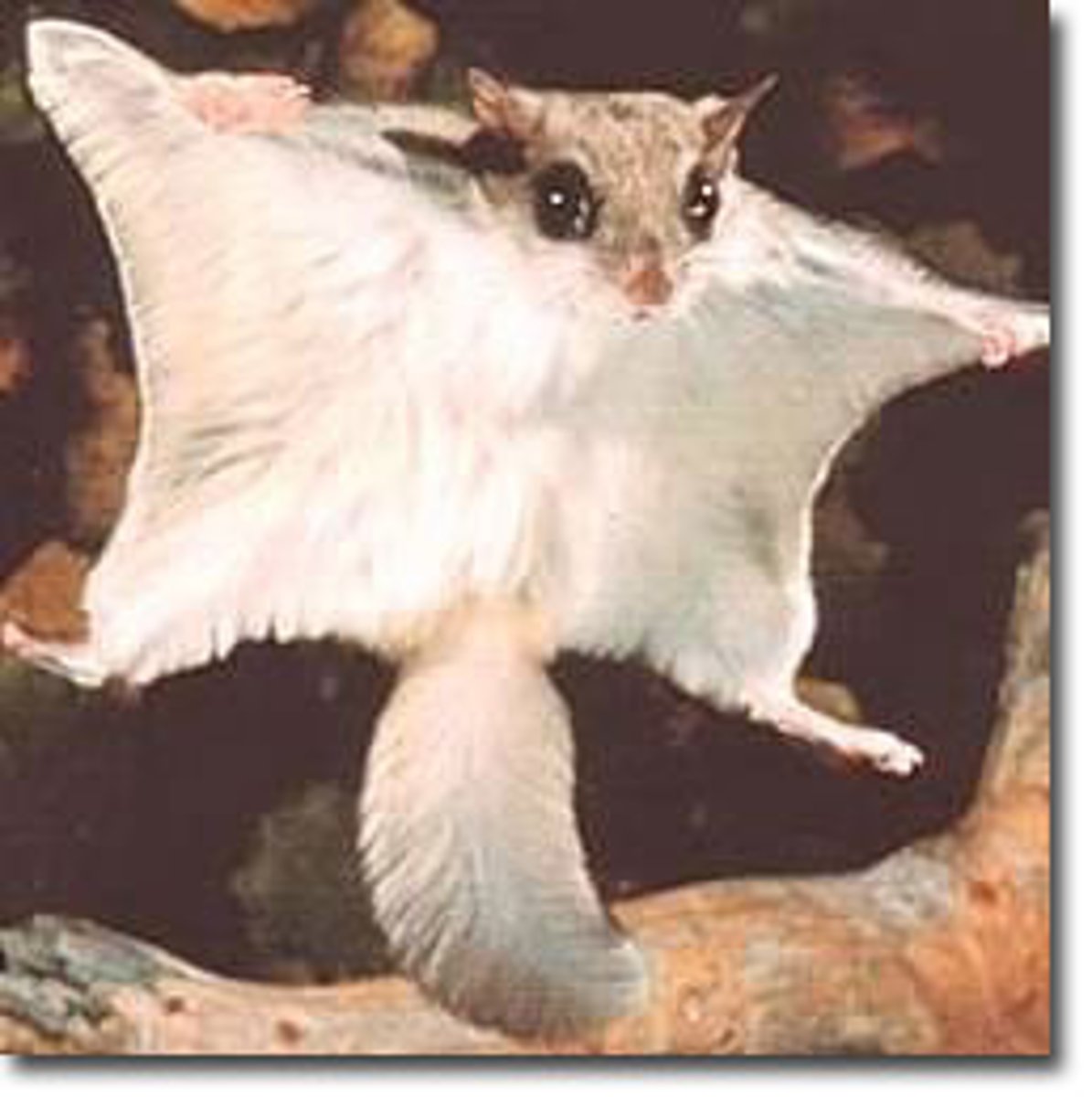 <p>Glaucomys volans</p>