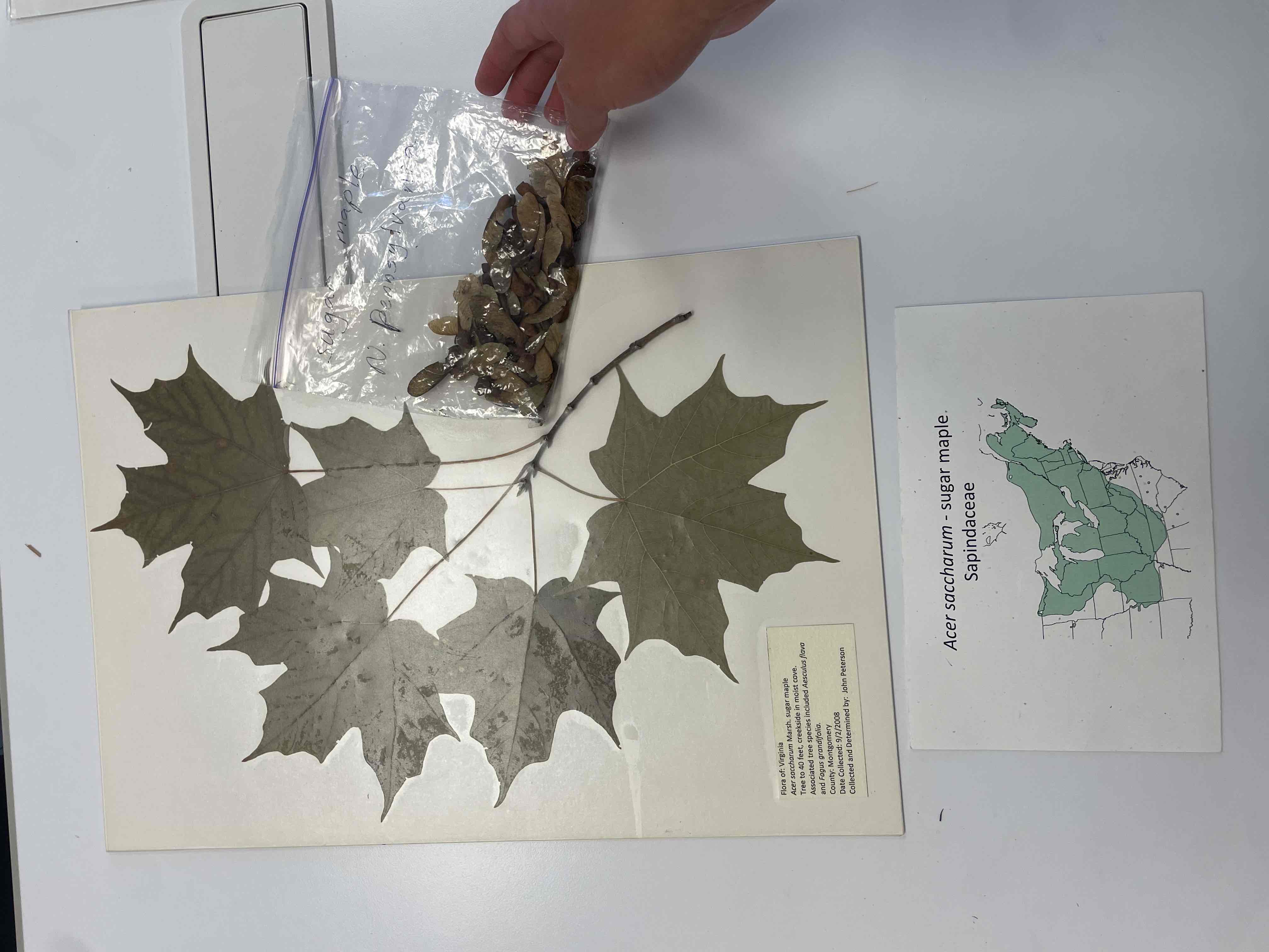 <p>sugar maple</p>