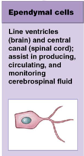 <p>1) line the ventricles of the brain and the central canal of the spinal cord</p><p>2) assist in producing, circulating, and monitoring cerebrospinal fluid</p>
