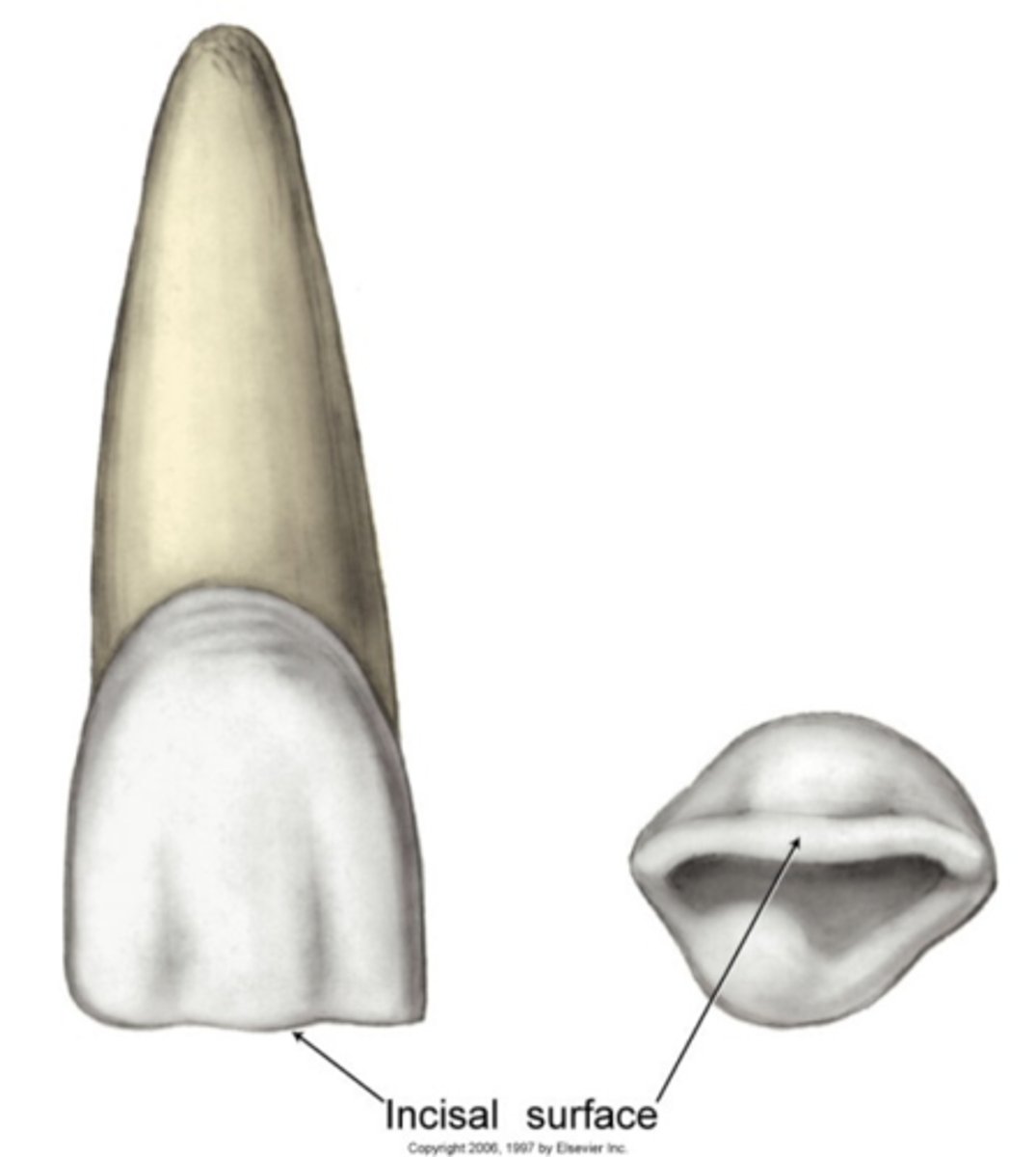 <p>cutting/biting edge of anterior teeth</p>