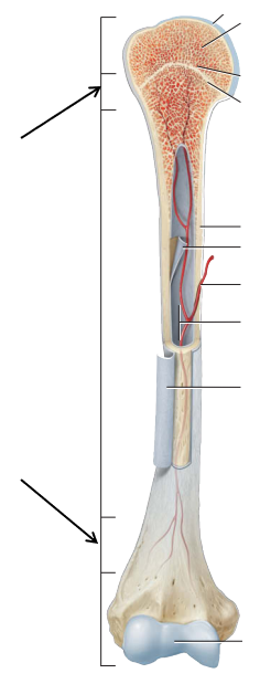 <p>Which area of the long bone is is being pointed out?</p>