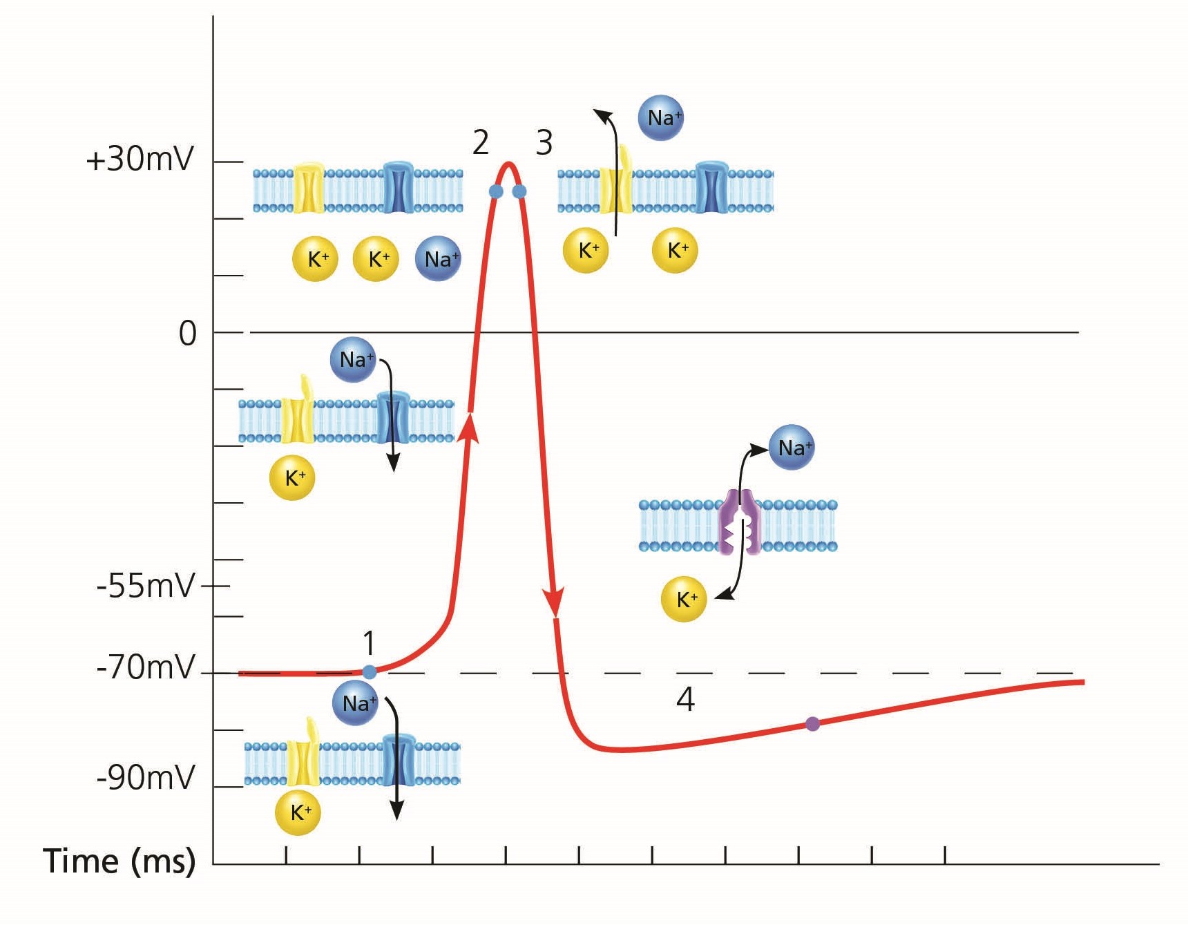 <p>What process begins at step 3 in the image below?</p><p></p><p><span>Na moves into the cell</span></p><p><span>Threshold</span></p><p><span>Repolarization (rectifying response)</span></p><p><span>Depolarization</span></p>