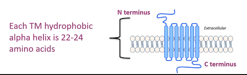 <ul><li><p>7 TM receptors - single polypeptide chain traverses plasma membrane 7 times</p><ul><li><p><strong>3 intracellular &amp; 3 extracellular loops</strong></p></li><li><p>N terminus = extracellular</p></li><li><p>C terminus = intracellular</p></li><li><p>each TM hydrophobic alpha helix = <strong>22-24 AA</strong></p></li></ul></li><li><p>important differences: variety of ligands</p><ul><li><p>growth factors, glucagon, epinephrine, prostaglandins, acetylcholine (muscarinic effects), opioid peptides, etc. </p></li></ul></li></ul><p></p>