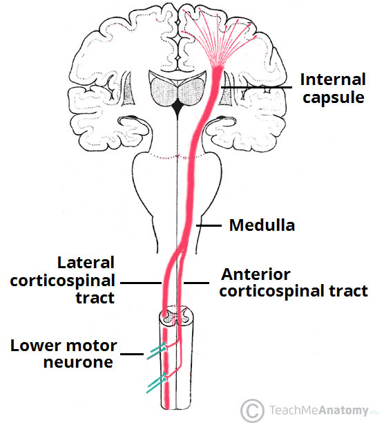central nervous system fibers carrying motor commands from the brain to the spinal cord or periphery