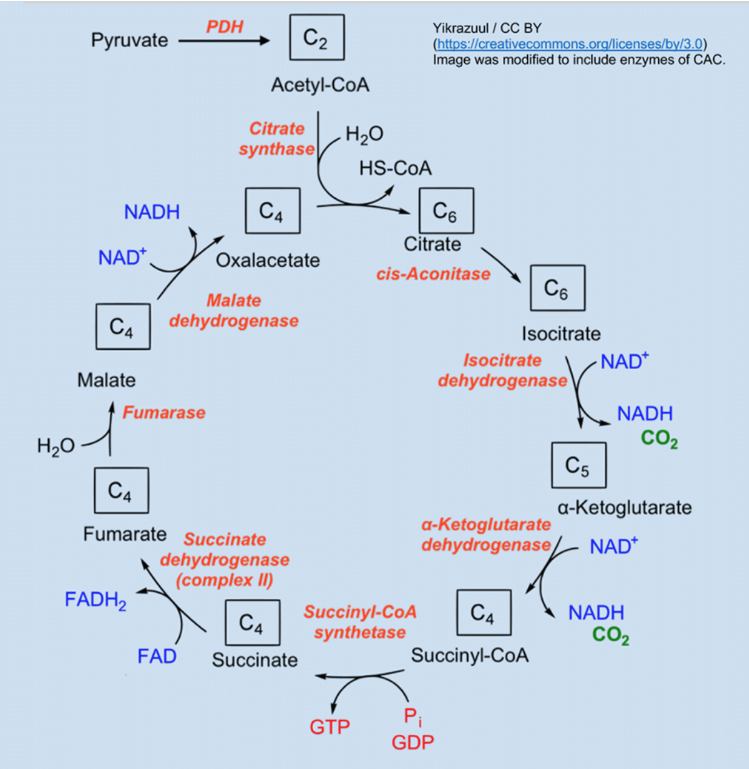 a series of chemical reactions that occur in the mitochondria of cells. Here are the steps of the citric acid cycle:


1. Acetyl-CoA combines with oxaloacetate to form citrate.
2. Citrate is converted to its isomer, isocitrate.
3. Isocitrate undergoes oxidative decarboxylation to form alpha-ketoglutarate, releasing carbon dioxide and reducing NAD+ to NADH.
4. Alpha-ketoglutarate is further decarboxylated to form succinyl-CoA, releasing another molecule of carbon dioxide and reducing NAD+ to NADH.
5. Succinyl-CoA is converted to succinate, generating GTP (which can be used to produce ATP) and reducing FAD to FADH2.
6. Succinate is oxidized to fumarate, reducing FAD to FADH2.
7. Fumarate is hydrated to form malate.
8. Malate is oxidized to oxaloacetate, reducing NAD+ to NADH.

These steps complete one cycle of the citric acid cycle. The cycle can then repeat with the regenerated oxaloacetate to continue producing energy in the form of ATP and reducing agents like NADH and FADH2.