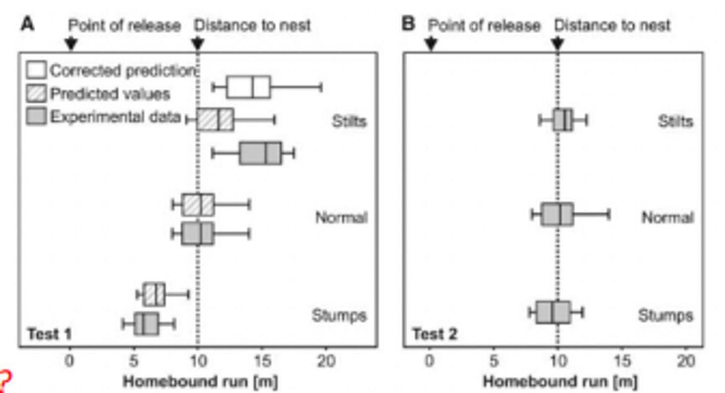 <p>leg lengths normal during outbound journey but manipulated during homebound journey:</p><p>- stilted ants counted correct number steps but traveled to far</p><p>- stubbed ants ended up at shorter distance</p><p>ants tested after reemerging from nest after previous manipulation, manipulated legs during outbound and inbound:</p><p>- stilited and studded ants traveled correct distance</p>