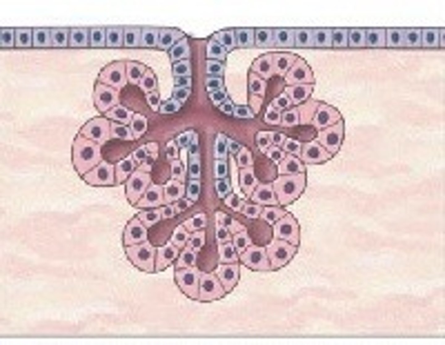 <p>Rounded secretory portion; Found in mammary glands.</p>