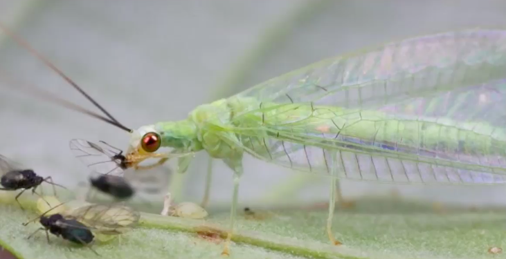 <ul><li><p>Wings vein detailed, held &quot;roof-like&quot; *Sickle shaped mandibles and maxillae</p></li><li><p>Predatory on aphids *lay eggs on stalk (made out of silk)</p></li></ul>