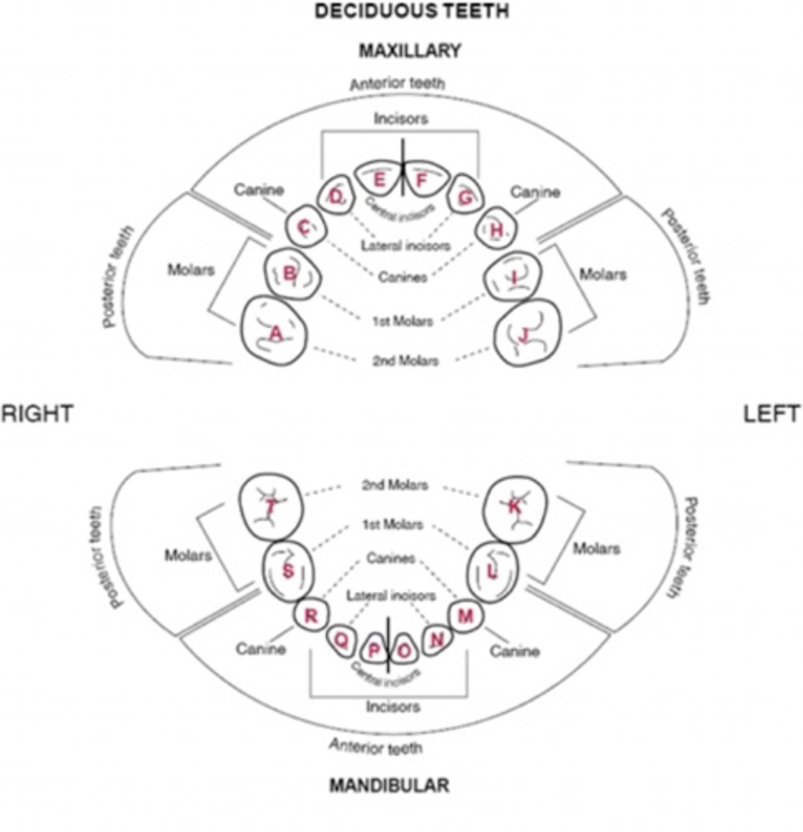 <p>MAX = A-J</p><p>MAND = K-T</p>