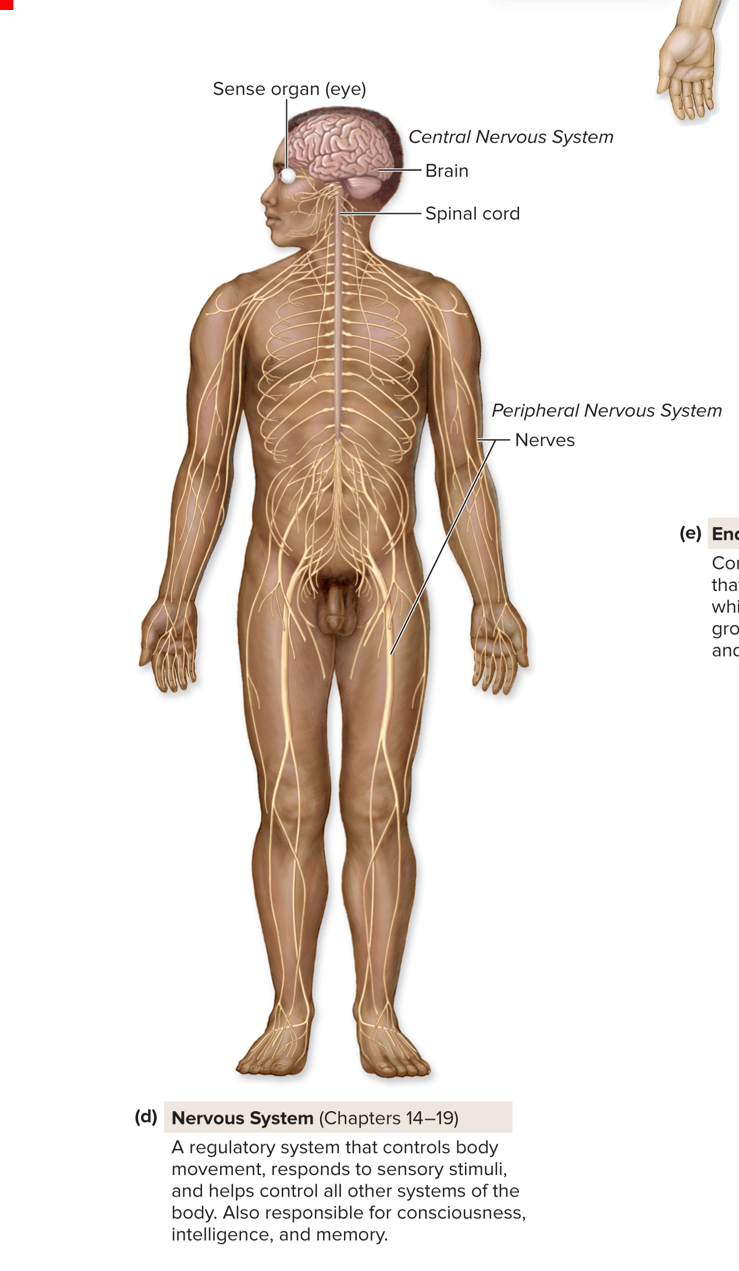 <p>Nervous system  (Chapter 14-19)</p>