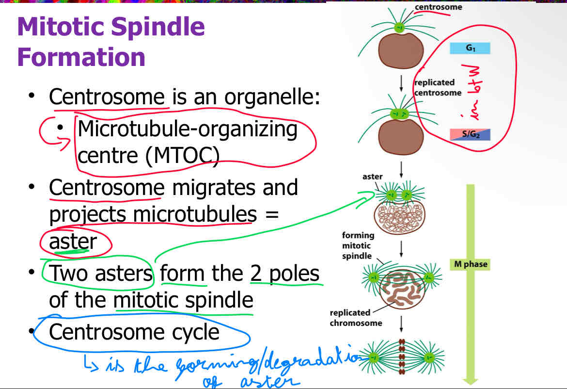 <p>A</p><p>attach slide 9</p>