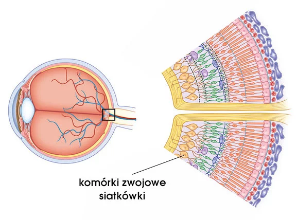 <p>pole recepcyjne komórek zwojowych to</p>