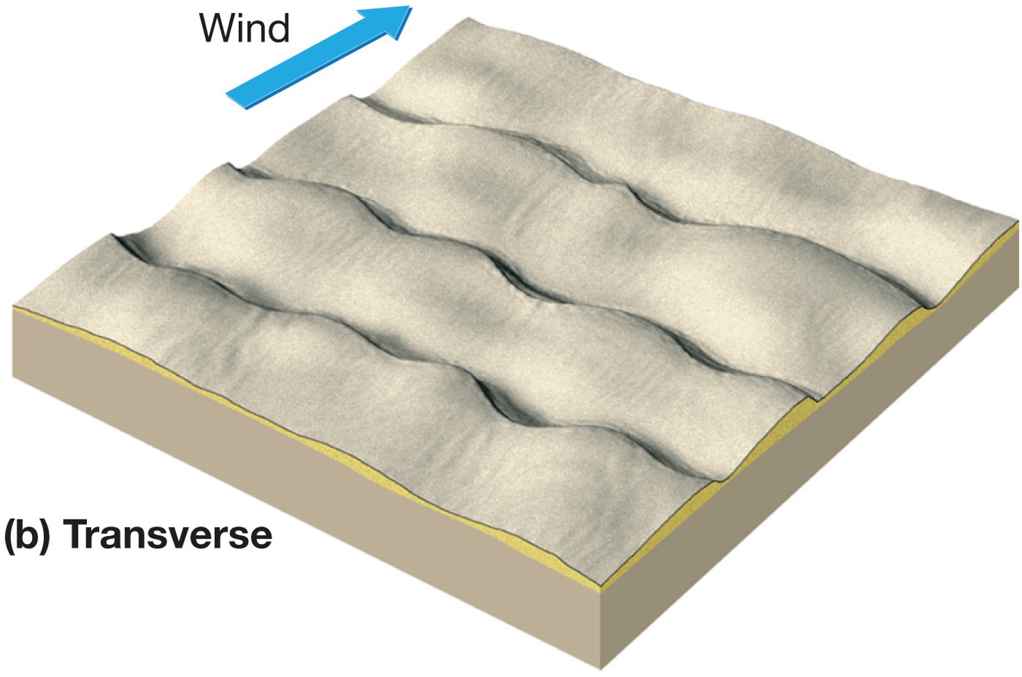 <p>sand is plenty, winds are steady and vegetation is sparse or absent, wind - east to west, may form a sand sea; giant ripple(wavy) marks</p>