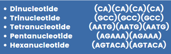 <ul><li><p><span>STR = short tandem repeat = </span>microsatellite = simple sequence repeat (SSR)</p></li><li><p><span>Area or DNA where a short pattern of nucleotides is repeated multiple times</span></p></li><li><p><span>Individuals vary in how many repeats are present</span></p></li><li><p><span>types of STR repeat units (pic)</span></p></li></ul><p></p>
