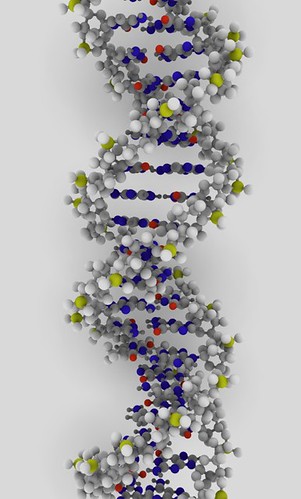 1. Contains two strands, which form double helix;
2. Each contains nucleotides,
3. The phosphate and sugar of nucleotides form the backbones of the chain;
4. Bases of nucleotides on each chain join together by hydrogen bonds;
5. A joins with T, C joins with G