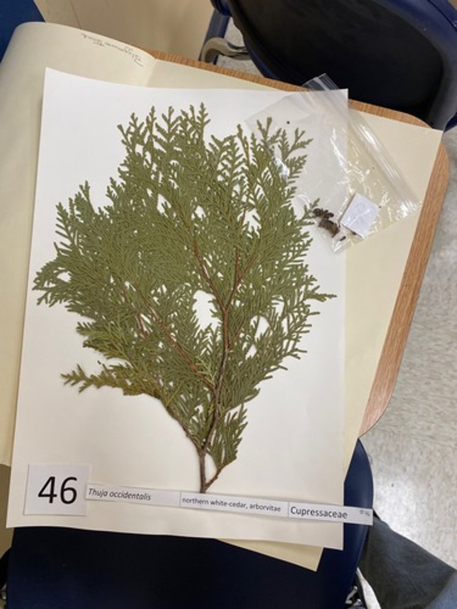 <p>Thuja occidentalis (Cupressaceae)</p>