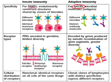 <p>Found on and in innate immune cells</p><p>Macrophages and Dendritic cells</p><p>EXPRESSED on neutrophils, NK cells</p>
