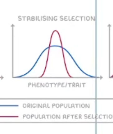 <p>Favours the average phenotype against extremes</p><p>Effect on population: reduces variation and maintains traits around a central value</p>