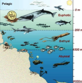 <p>Is the middle layer of the open ocean, located between the euphotic zone (where sunlight penetrates for photosynthesis) and the abyssal zone (the deepest, darkest part of the ocean). It is characterized by dim light, cooler temperatures, and low oxygen levels. Very few organisms live here, and it often reffered to as the twilight zone.</p>