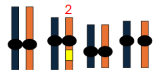 <ul><li><p><span style="background-color: transparent; font-family: &quot;Helvetica Neue&quot;, sans-serif;">Creates <strong>genetic diversity</strong> within a generation → May be beneficial</span></p></li><li><p><span style="background-color: transparent; font-family: &quot;Helvetica Neue&quot;, sans-serif;">Enzymes encoded by genes can affect <strong>multiple traits</strong> or multiple <strong>stages</strong></span></p></li><li><p><span style="background-color: transparent; font-family: &quot;Helvetica Neue&quot;, sans-serif;">A novel allele might <strong>improve one trait/stage</strong> but <strong>harm another</strong></span></p></li><li><p><span style="background-color: transparent; font-family: &quot;Helvetica Neue&quot;, sans-serif;"><strong>Redundant chromosome</strong> from sex allows:</span></p><ul><li><p><span style="background-color: transparent; font-family: &quot;Helvetica Neue&quot;, sans-serif;"><strong>Safe experimentation</strong> with novel alleles</span></p></li><li><p><span style="background-color: transparent; font-family: &quot;Helvetica Neue&quot;, sans-serif;"><strong>Retention of beneficial alleles</strong> in population</span></p></li><li><p><span style="background-color: transparent; font-family: &quot;Helvetica Neue&quot;, sans-serif;">Promotion of <strong>long-term diversity</strong> (critical concept)</span></p></li></ul></li></ul><p></p>