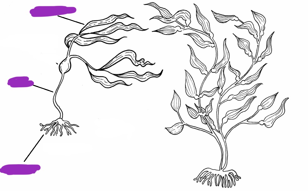 <p>Label + Identify Domain, Major Clade, Kingdom? Clade</p>