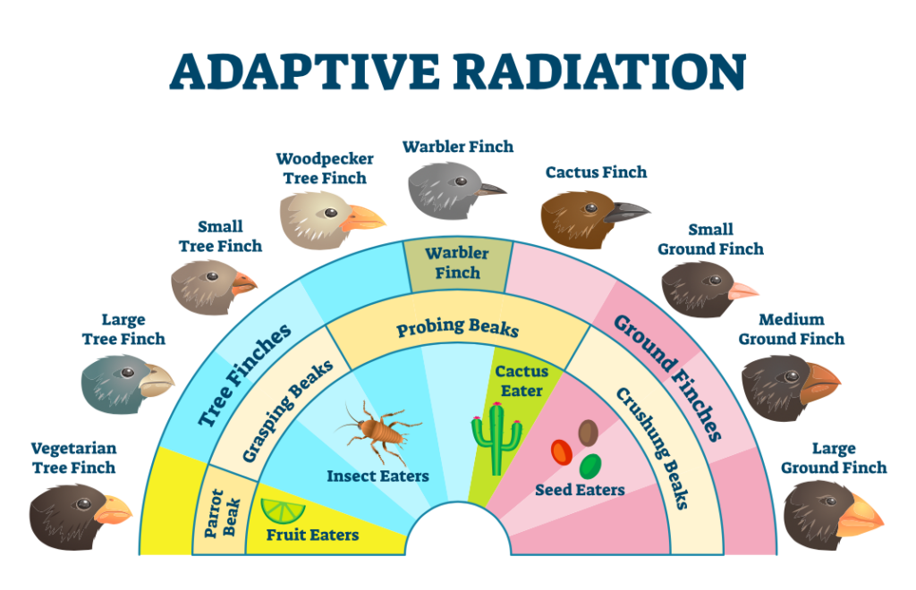 adaptive radiation with bird beaks example