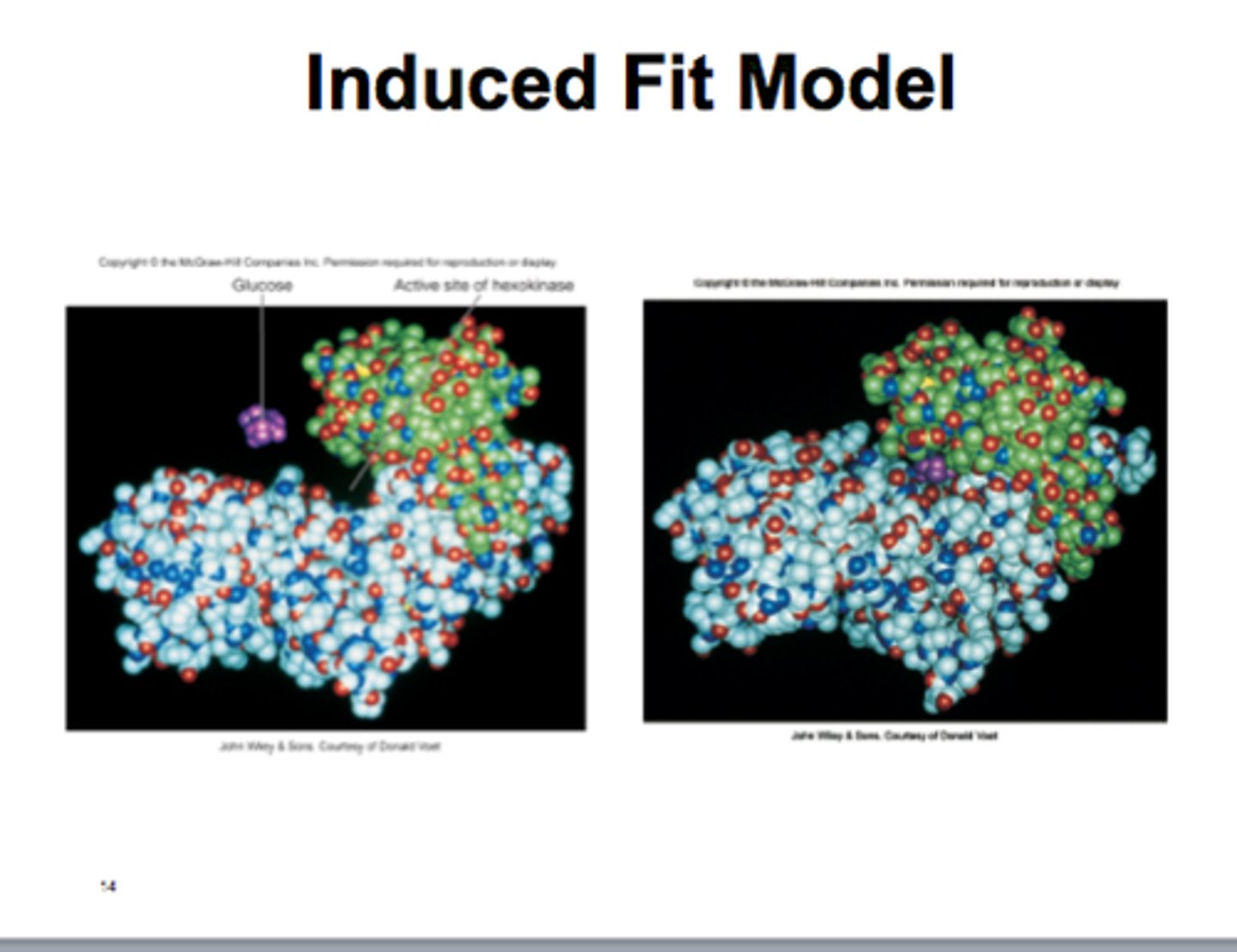 <p>The enzyme shape alters slightly to accommodate the substrate as it is slightly flexible.</p>