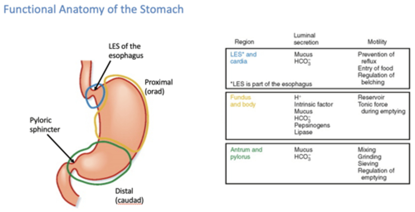 <p>pyloic sphincter</p>