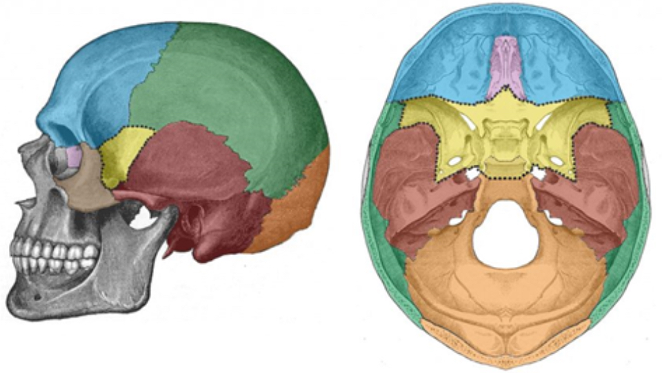 <p>What bone is green</p>