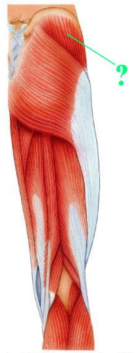 <p><span>Identify the indicated muscle.</span></p>