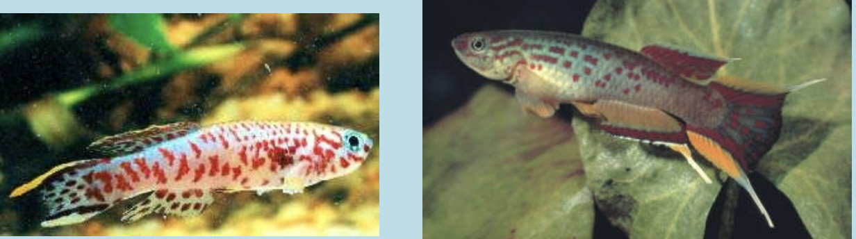 <p>Annual killifish</p><ul><li><p>They live in rivers and ponds that dry up each year, before drying they lay eggs and bury then into the mud, and die when water dries, a few months later rain will return, eggs will hatch and a new generation will start</p></li></ul>