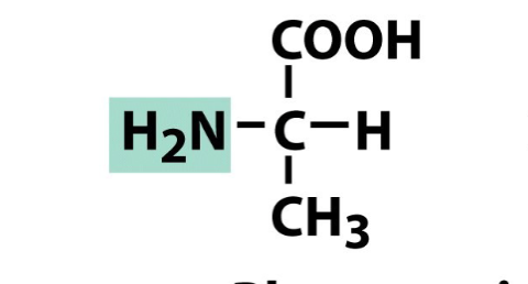 <ul><li><p>in amino acids - commonly used in biology </p></li></ul><p></p>