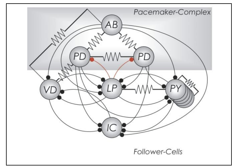 <ul><li><p>controls movements of stomach</p></li><li><p><strong>simplest and best characterised network</strong></p><ul><li><p><strong>→ We know ALL the three criteria listed above</strong></p><ol><li><p><30 large neurons</p></li><li><p>relatively limited number of synaptic connections</p></li><li><p>All properties characterised</p></li></ol></li></ul></li><li><p>HOWEVER: it is still not clear how the STG generates its output</p></li><li><p></p></li></ul><p></p>