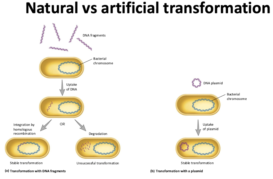<ol><li><p>Competence proteins bind dsDNA</p></li><li><p>one strand is degraded, the other enters the cell</p></li><li><p>RecA coats ssDNA, finds a homologous sequence, and facilitates recombination into the chromosome </p></li></ol><p></p><p></p>