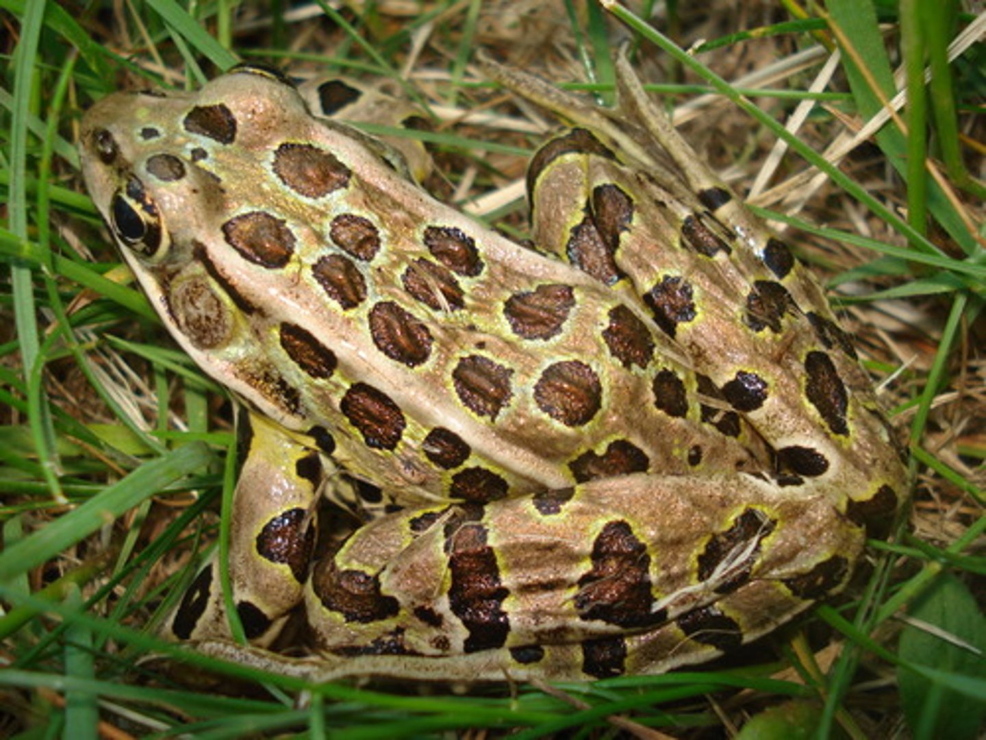 <p>Lithobates pipens</p>