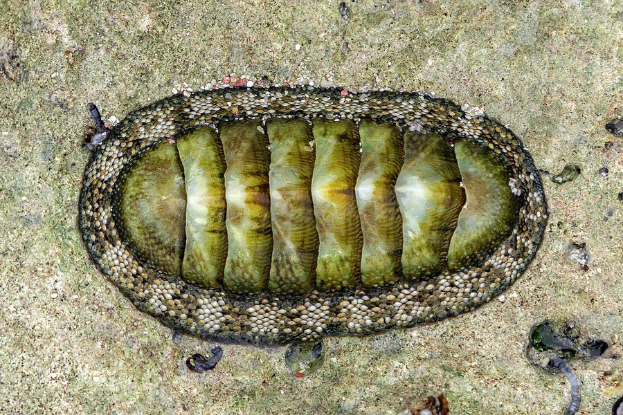 <ol><li><p>What is the name of this organism?</p></li><li><p>Which phylum does it belong to?</p></li><li><p>Which class does it belong to?</p></li></ol><p></p>