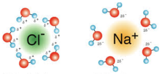 <p>Water molecules, orienting according to Coulomb’s Law, surround the charged particle—separating the charged particle from the other charged particles in the original substance. Hydration shell.</p>