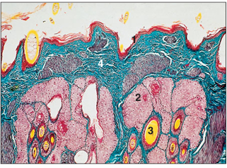 <p>name of histologic slide:</p><p>Specie:</p><p>Parts</p><p>1.__ 2.__ 3.__ 4.__</p><p>Stain used:</p>