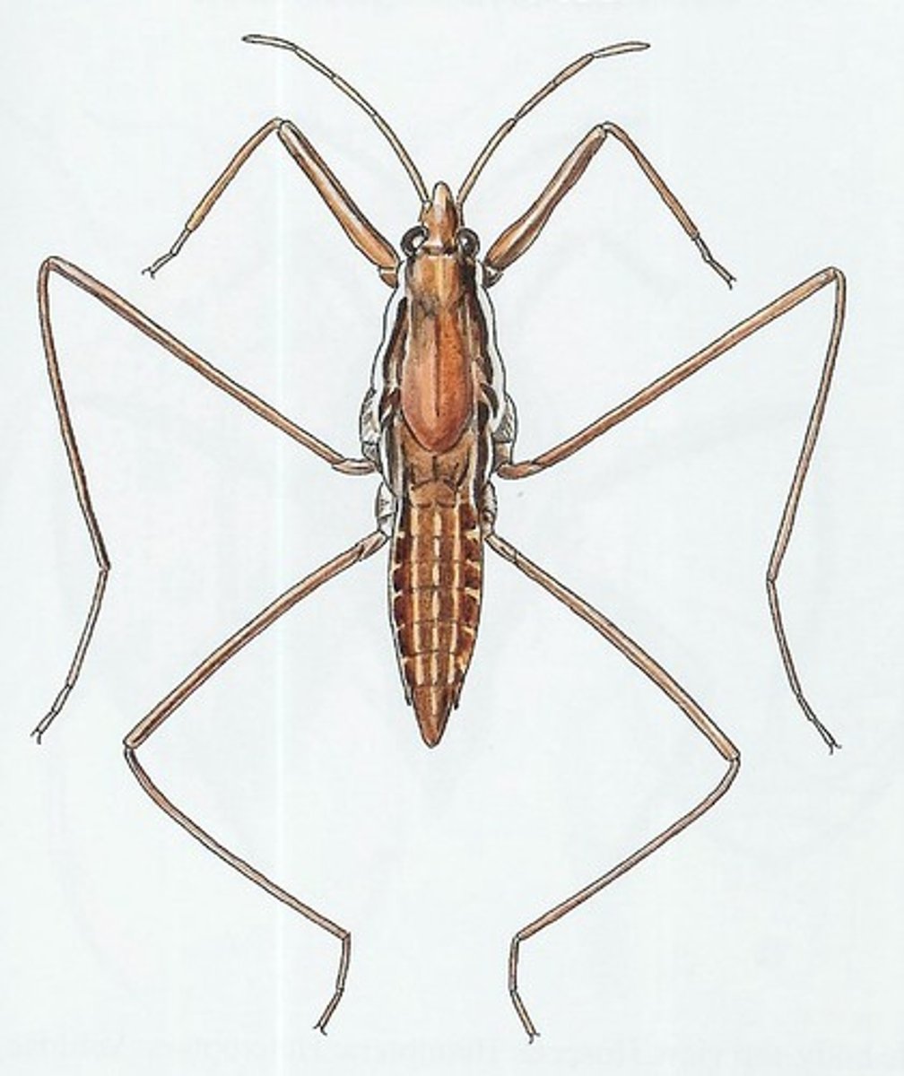 <p>True Bug</p>