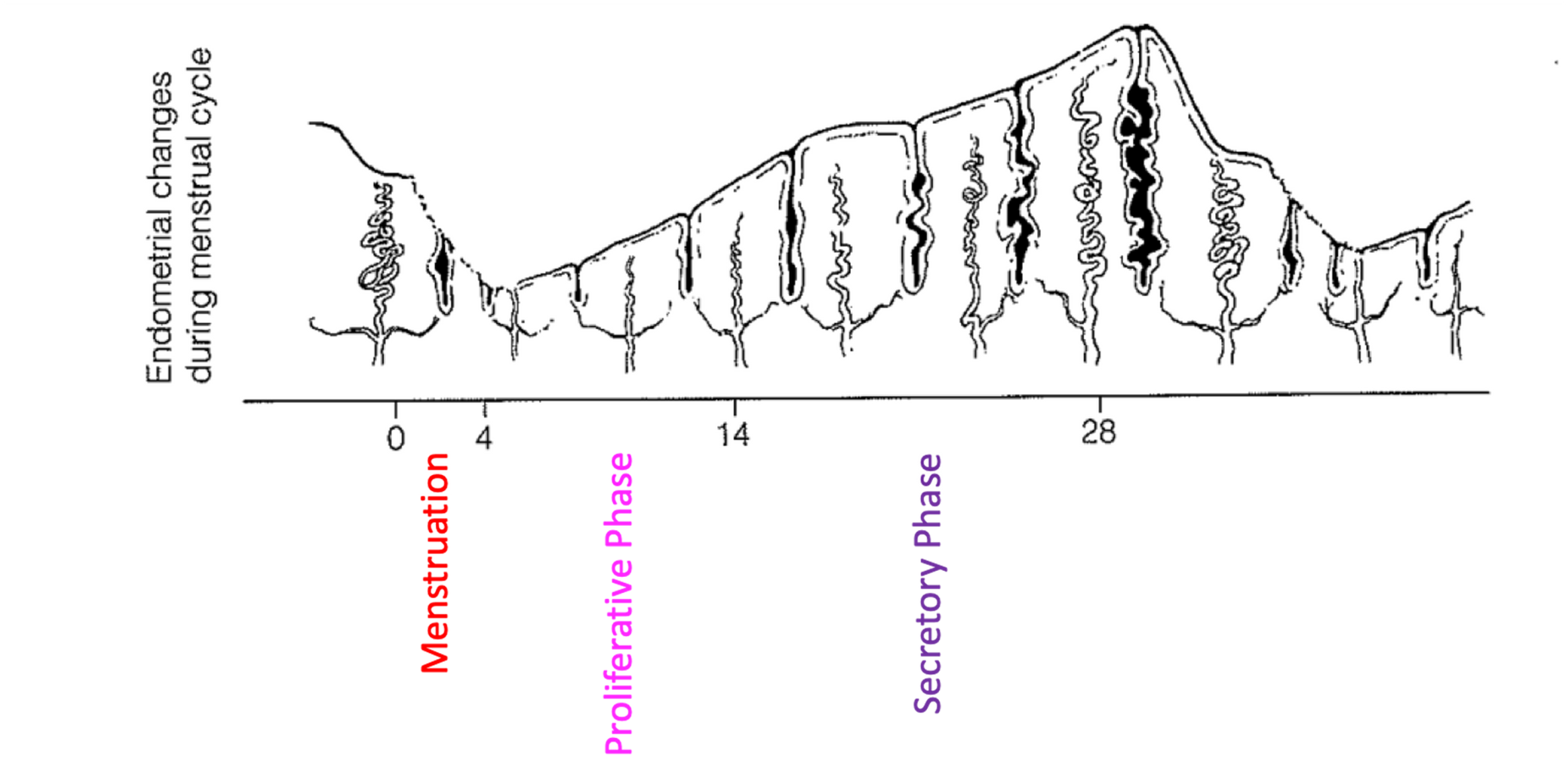 <p><span>⚬The endometrium prepares for an embryo to implant.</span></p><p><span>⚬Endometrial glands enlarge, coil and begin secreting nutrients into the uterine cavity.</span></p><p><span>⚬These nutrients will sustain the embryo until it has implanted in the blood-rich endometrial lining.</span></p><p><span>⚬Days 14-28.</span></p>