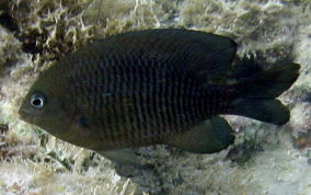<p>looks like a shadow, bluegill shape</p>