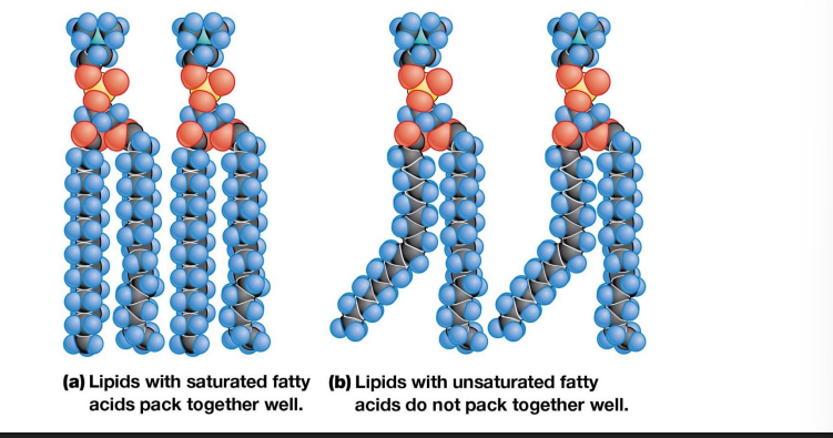 <p>Most fatty acids vary in chain length and degree of saturation to ensure that membranes are fluid at physiological temperatures</p>