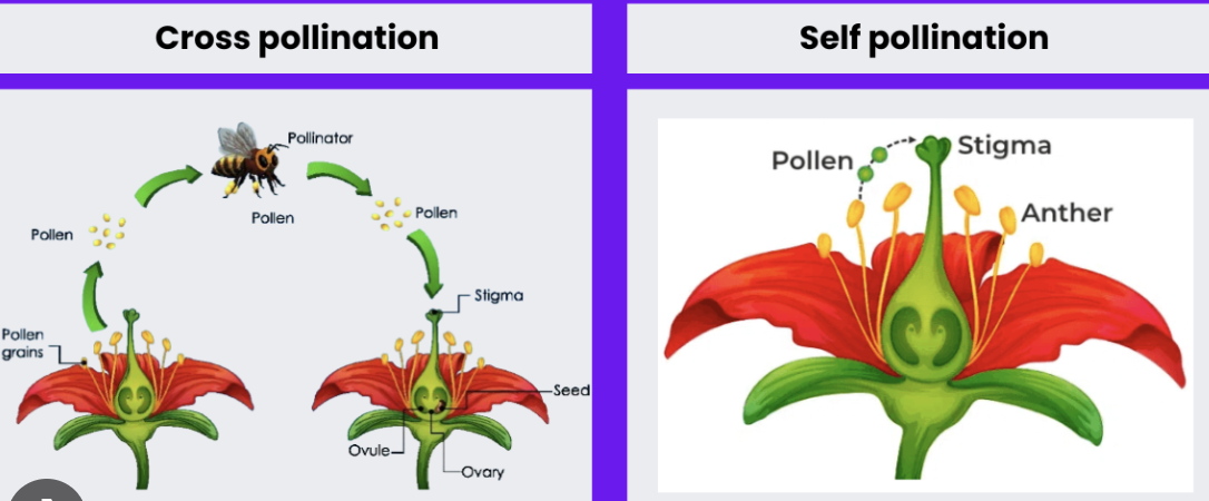 <p>Fertilization is when this pollen travels down the pistil of the flower and reaches the egg cells in the ovary (which also contain genetic information).</p><ul><li><p>When the DNA combines, seeds are produced.</p></li><li><p>Flowers can cross-pollinate or self-pollinate.</p></li></ul>