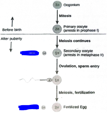 <p>Fill in the blue blanks</p>